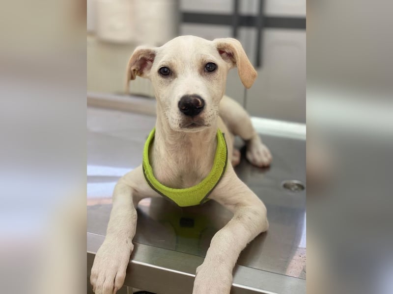 Atreyu, geb. ca. 08/2025, lebt in GRIECHENLAND, im städt. Tierheim Serres