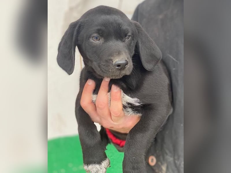 Morus, geb. ca. 11/2025, lebt in GRIECHENLAND, auf einer privaten Pflegestelle