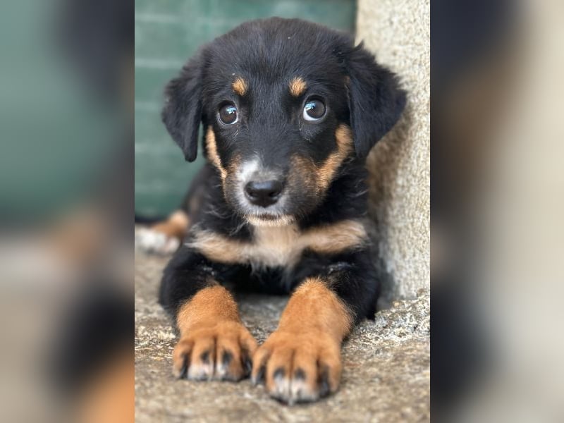 Donut, geb. ca. 05/2026, lebt in GRIECHENLAND, im städt. Tierheim Serres