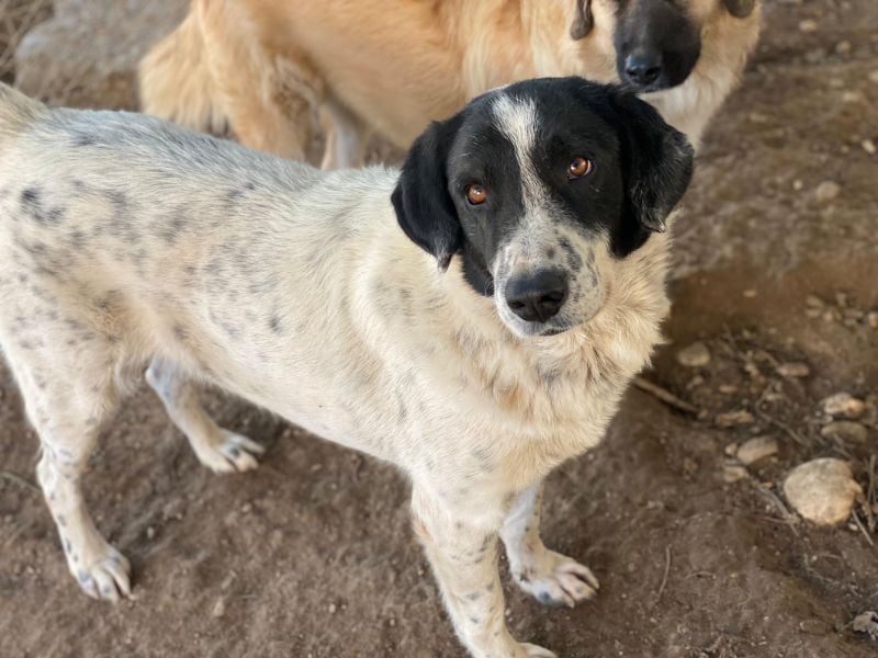 Valentino, geb. ca. 05/2021, lebt in GRIECHENLAND, im städt. Tierheim Serres