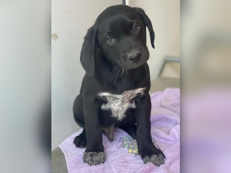 Morus, geb. ca. 11/2025, lebt in GRIECHENLAND, auf einer privaten Pflegestelle