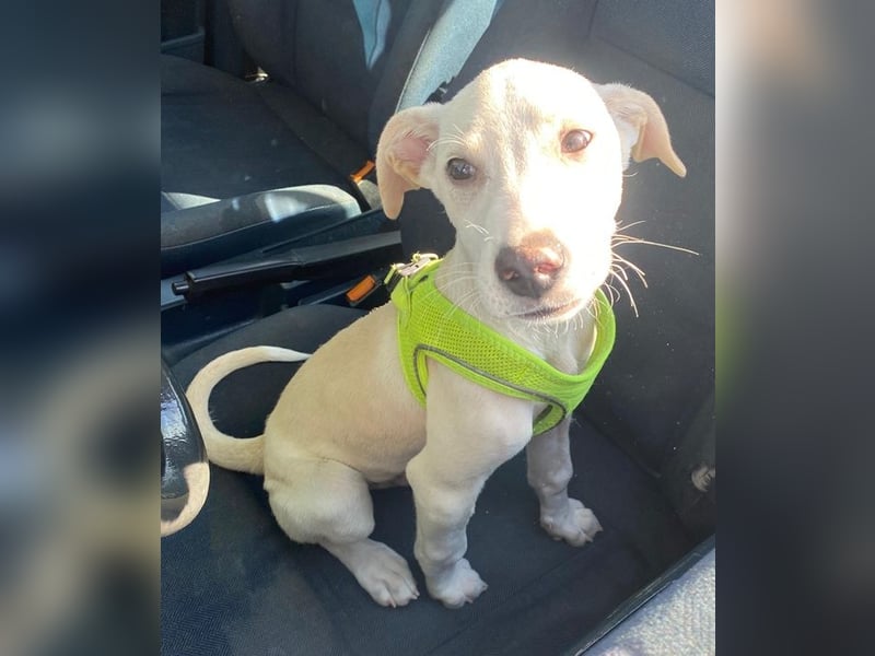 Atreyu, geb. ca. 08/2025, lebt in GRIECHENLAND, im städt. Tierheim Serres