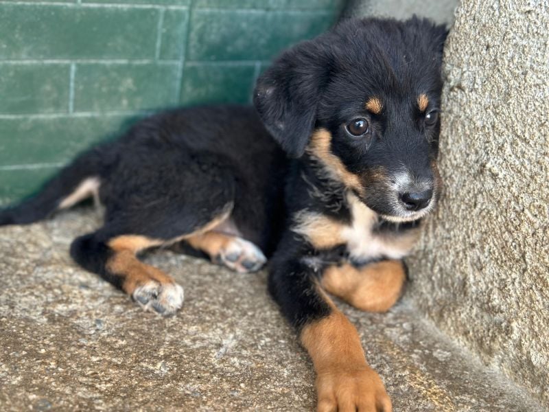 Donut, geb. ca. 05/2026, lebt in GRIECHENLAND, im städt. Tierheim Serres
