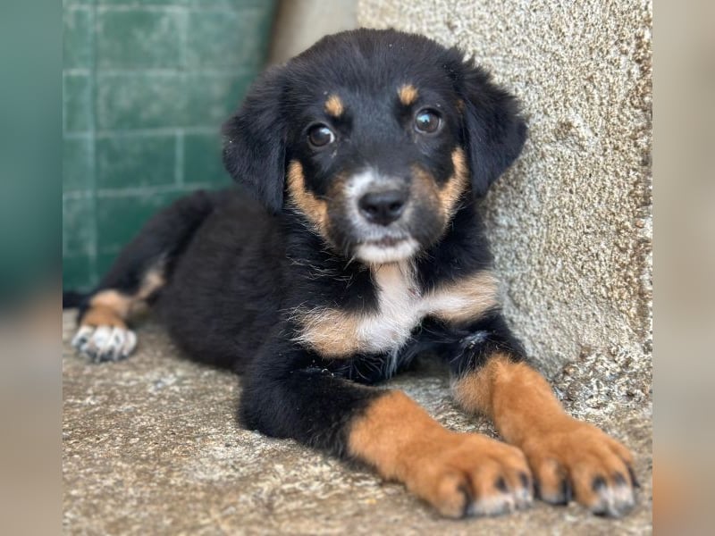 Donut, geb. ca. 05/2026, lebt in GRIECHENLAND, im städt. Tierheim Serres