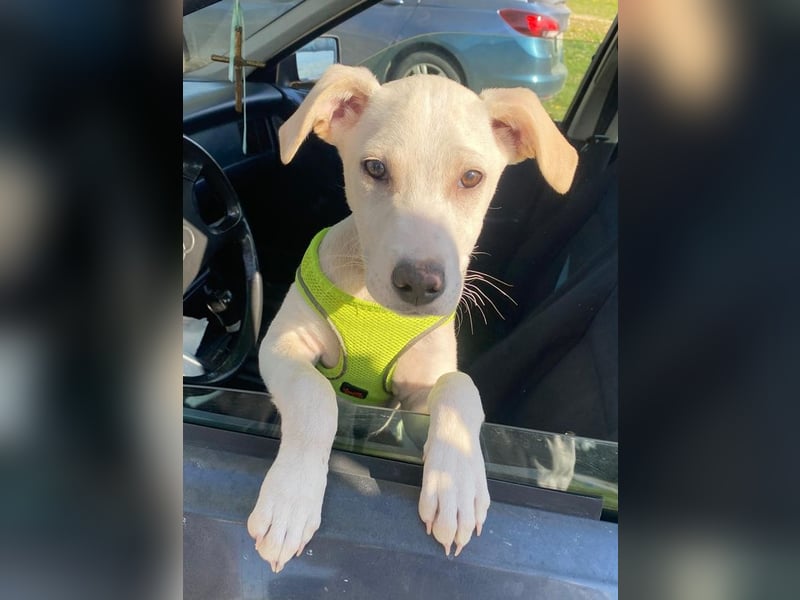 Atreyu, geb. ca. 08/2025, lebt in GRIECHENLAND, im städt. Tierheim Serres