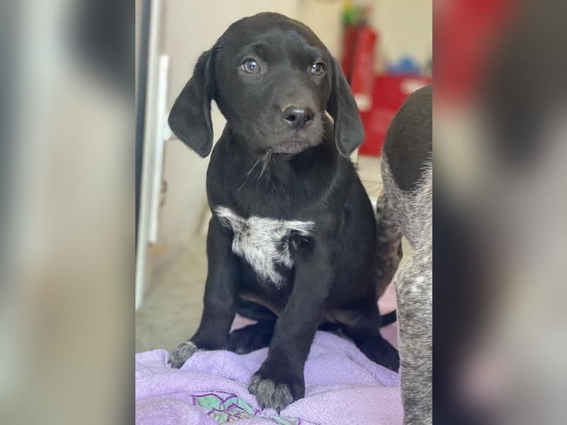 Morus, geb. ca. 11/2025, lebt in GRIECHENLAND, auf einer privaten Pflegestelle