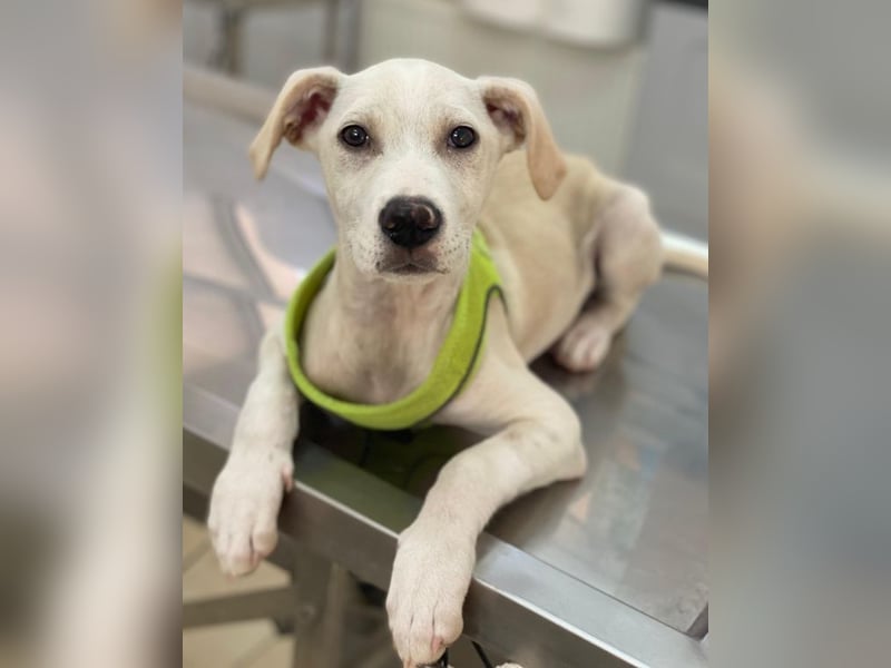 Atreyu, geb. ca. 08/2025, lebt in GRIECHENLAND, im städt. Tierheim Serres