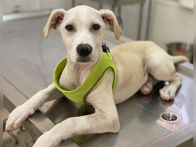 Atreyu, geb. ca. 08/2025, lebt in GRIECHENLAND, im städt. Tierheim Serres