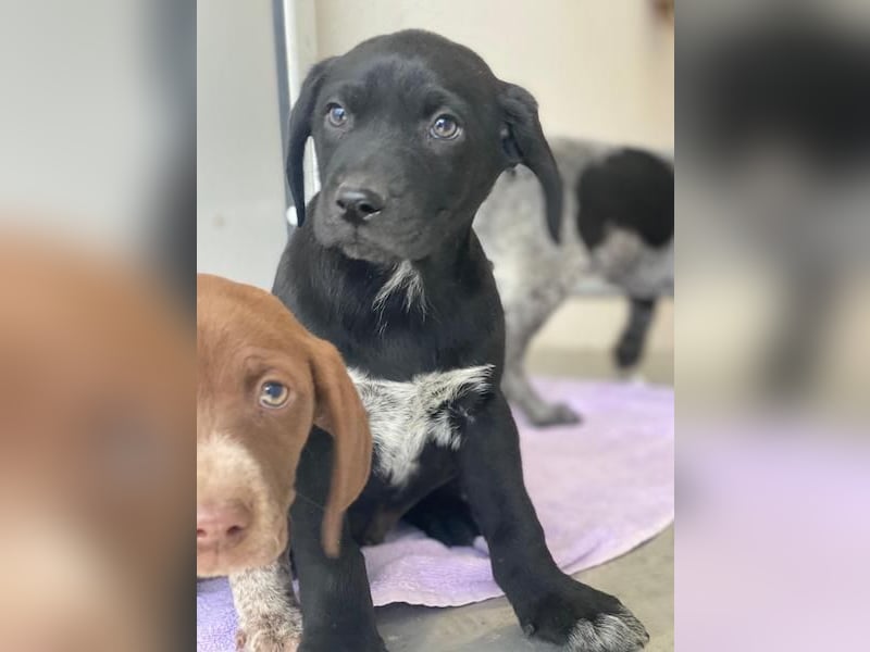 Morus, geb. ca. 11/2025, lebt in GRIECHENLAND, auf einer privaten Pflegestelle