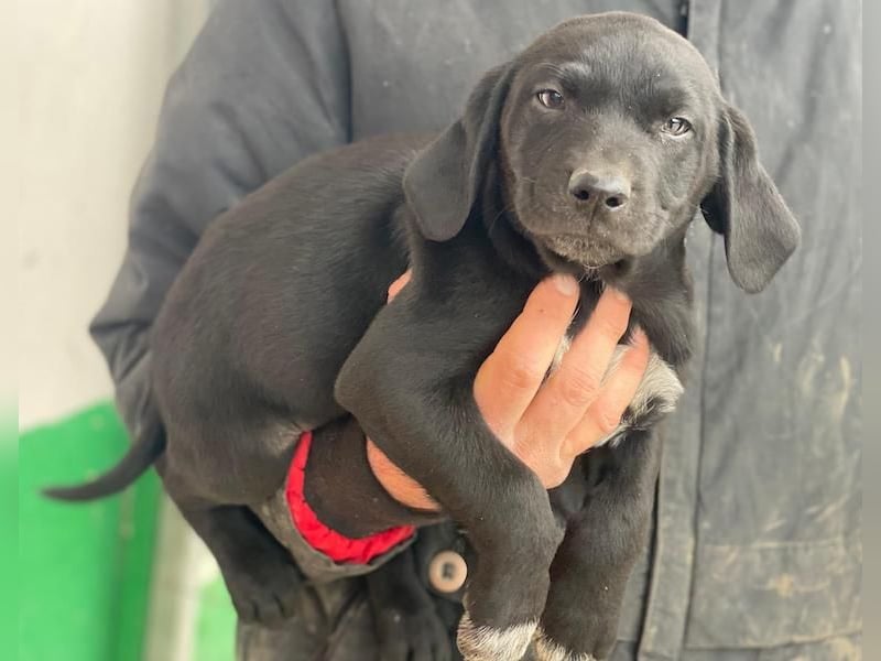 Morus, geb. ca. 11/2025, lebt in GRIECHENLAND, auf einer privaten Pflegestelle