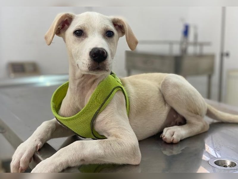 Atreyu, geb. ca. 08/2025, lebt in GRIECHENLAND, im städt. Tierheim Serres