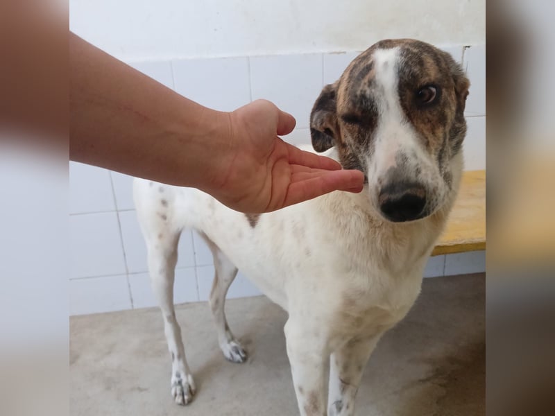 EVA – unsere kleine Elfe sucht ihr Zuhause für immer!