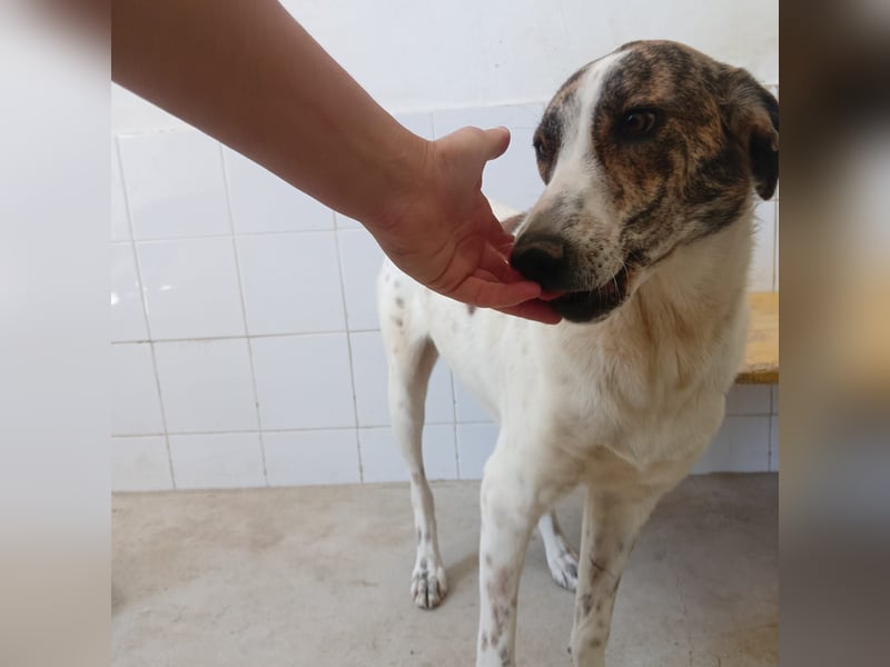 EVA – unsere kleine Elfe sucht ihr Zuhause für immer!