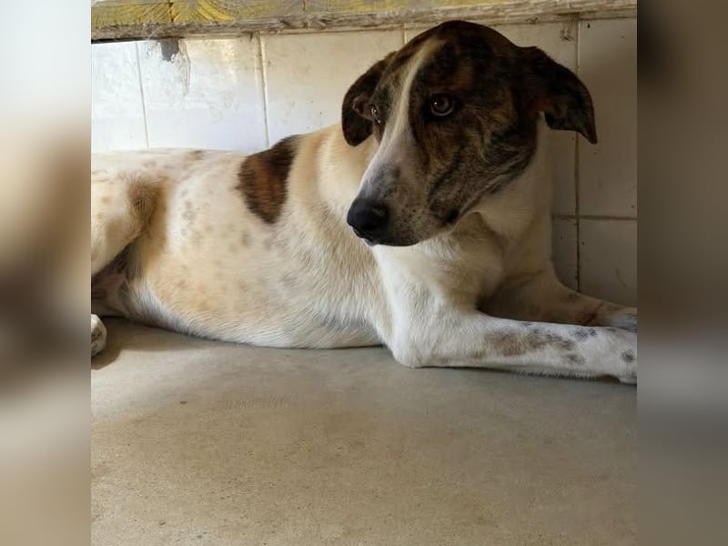 EVA – unsere kleine Elfe sucht ihr Zuhause für immer!