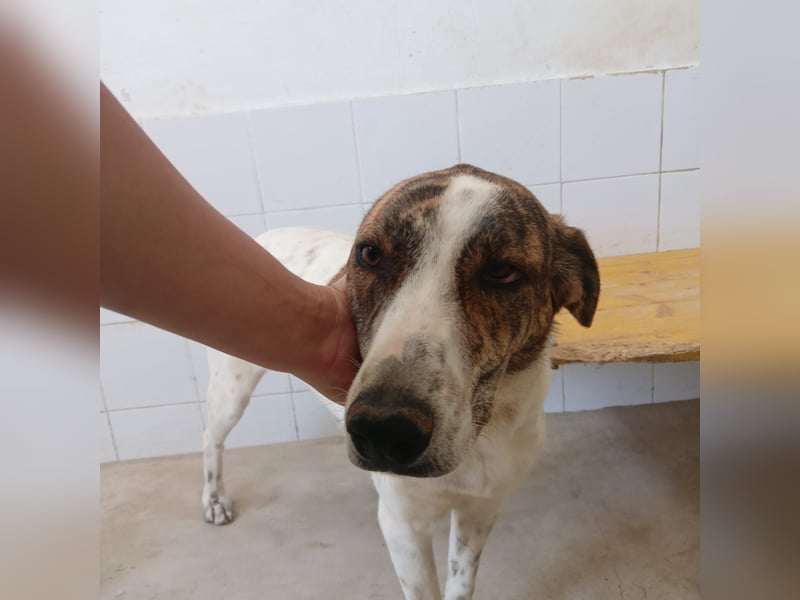 EVA – unsere kleine Elfe sucht ihr Zuhause für immer!