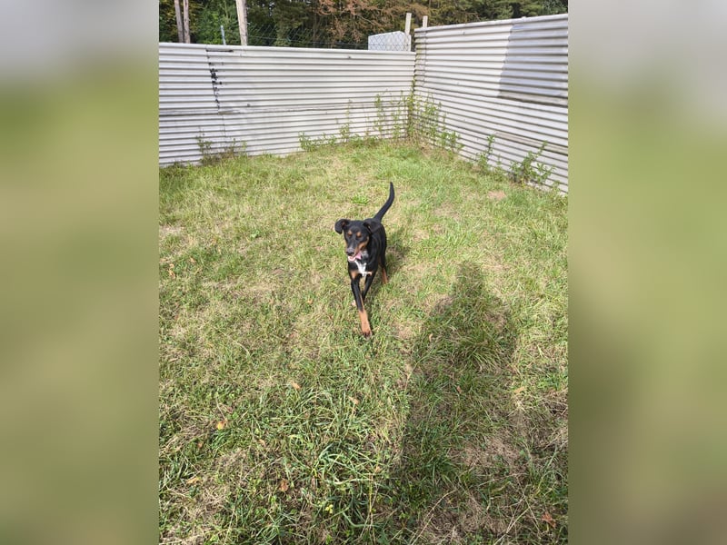 Cleo Junghündin sucht ein Zuhause als mind.Zweithund