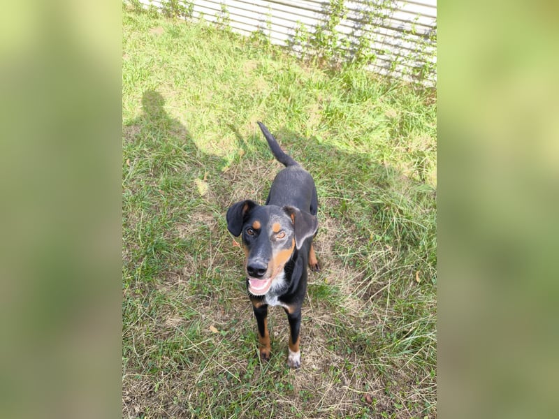 Cleo Junghündin sucht ein Zuhause als mind.Zweithund