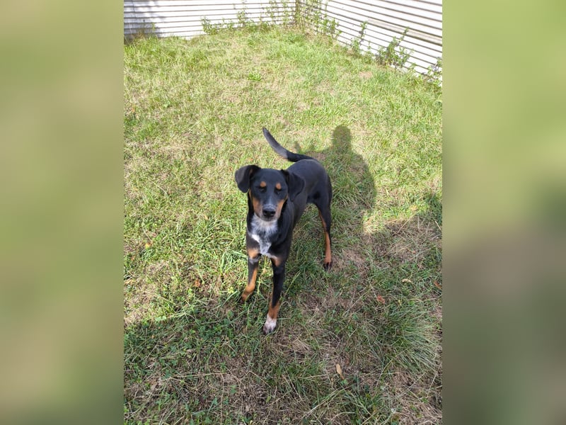 Cleo Junghündin sucht ein Zuhause als mind.Zweithund