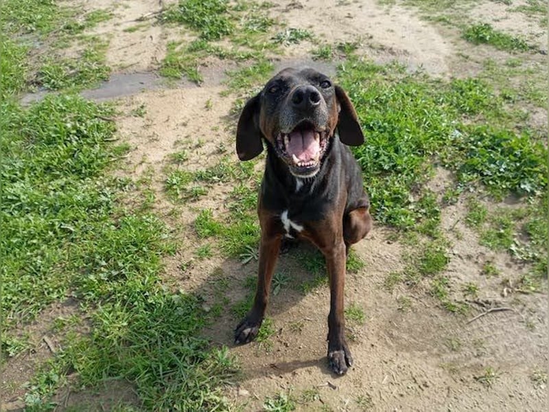 Czarny, hübscher Rüde, ca. 7 Jahre, ca. 55 cm, ca. 23 kg