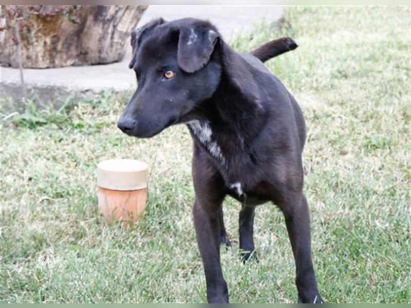 Cézár, fröhlicher Clown, ca. 5 Jahre, ca. 46 cm, ca. 16 kg