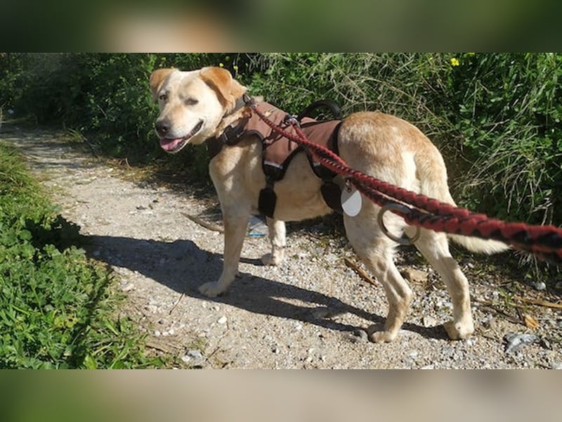 Opi Pepe, lieber Herzensmann, ca. 11 Jahre, ca. 52 cm, 21 kg *Gnadenplatz* *Dreibein*