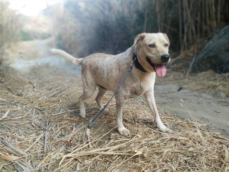 Opi Pepe, lieber Herzensmann, ca. 11 Jahre, ca. 52 cm, 21 kg *Gnadenplatz* *Dreibein*