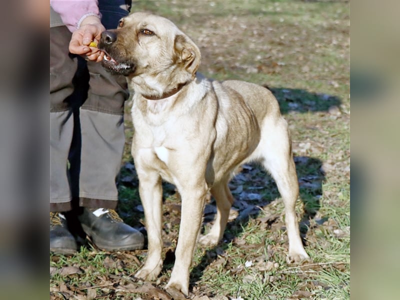 Nusi, verschmustes Energiebündel, ca. 2 Jahre, ca. 47cm, ca. 16kg