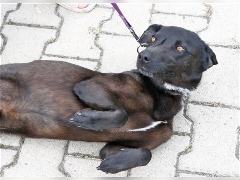 Cézár, fröhlicher Clown, ca. 5 Jahre, ca. 46 cm, ca. 16 kg