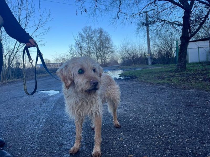 Peti, bildhübsche Kämpferin, ca 10 Jahre, ca 52 cm, ca 13 kg *blind*