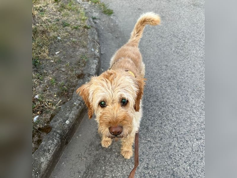 Peti, bildhübsche Kämpferin, ca 10 Jahre, ca 52 cm, ca 13 kg *blind*