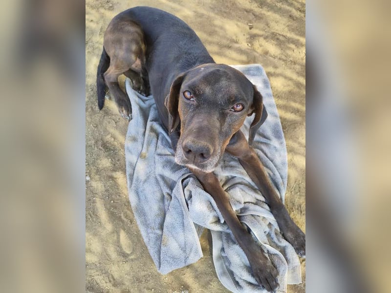 Czarny, hübscher Rüde, ca. 7 Jahre, ca. 55 cm, ca. 23 kg