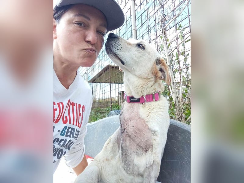 Opi Pepe, lieber Herzensmann, ca. 11 Jahre, ca. 52 cm, 21 kg *Gnadenplatz* *Dreibein*