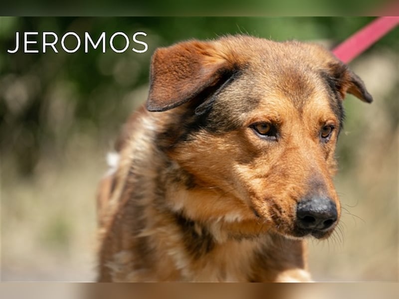 Jeromos, fröhlicher Abenteurer, ca.  5 Jahre, ca. 30 kg