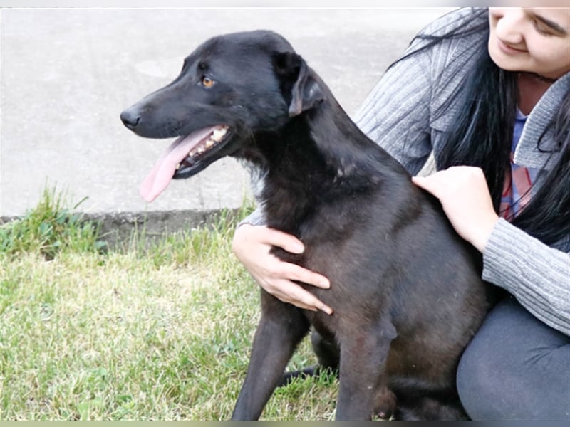 Cézár, fröhlicher Clown, ca. 5 Jahre, ca. 46 cm, ca. 16 kg