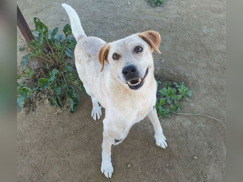 Opi Pepe, lieber Herzensmann, ca. 11 Jahre, ca. 52 cm, 21 kg *Gnadenplatz* *Dreibein*