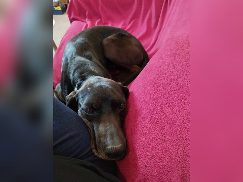 Czarny, hübscher Rüde, ca. 7 Jahre, ca. 55 cm, ca. 23 kg