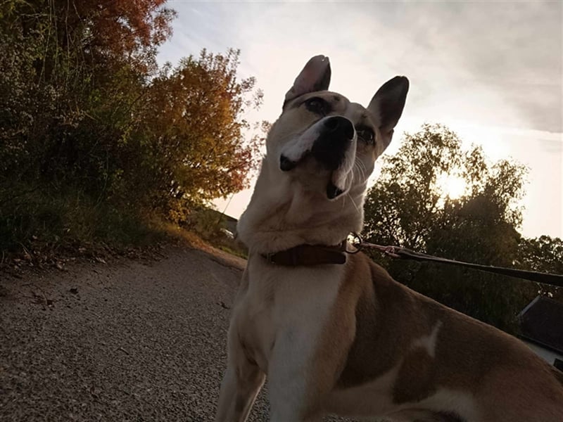 Fleki, freundlicher Rüde, ca. 4 Jahre