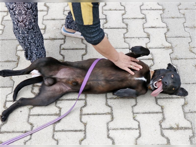 Cézár, fröhlicher Clown, ca. 5 Jahre, ca. 46 cm, ca. 16 kg