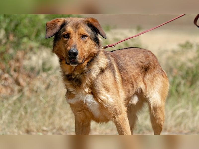 Jeromos, fröhlicher Abenteurer, ca.  5 Jahre, ca. 30 kg