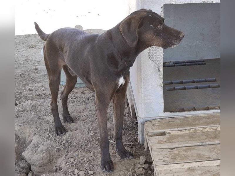 Czarny, hübscher Rüde, ca. 7 Jahre, ca. 55 cm, ca. 23 kg
