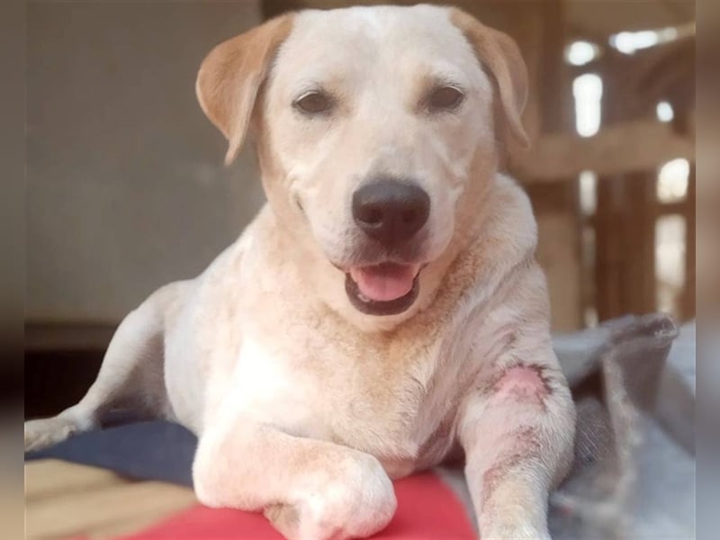 Opi Pepe, lieber Herzensmann, ca. 11 Jahre, ca. 52 cm, 21 kg *Gnadenplatz* *Dreibein*