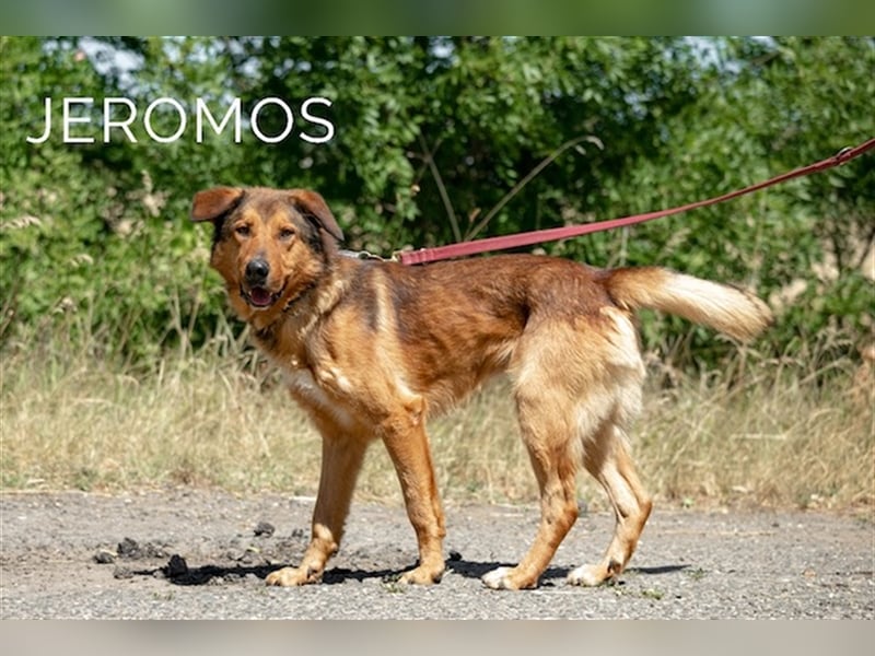 Jeromos, fröhlicher Abenteurer, ca.  5 Jahre, ca. 30 kg