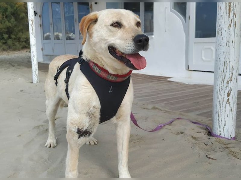 Opi Pepe, lieber Herzensmann, ca. 11 Jahre, ca. 52 cm, 21 kg *Gnadenplatz* *Dreibein*