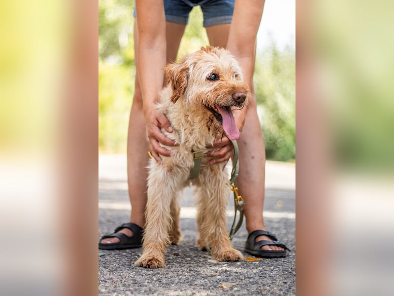 Peti, bildhübsche Kämpferin, ca 10 Jahre, ca 52 cm, ca 13 kg *blind*