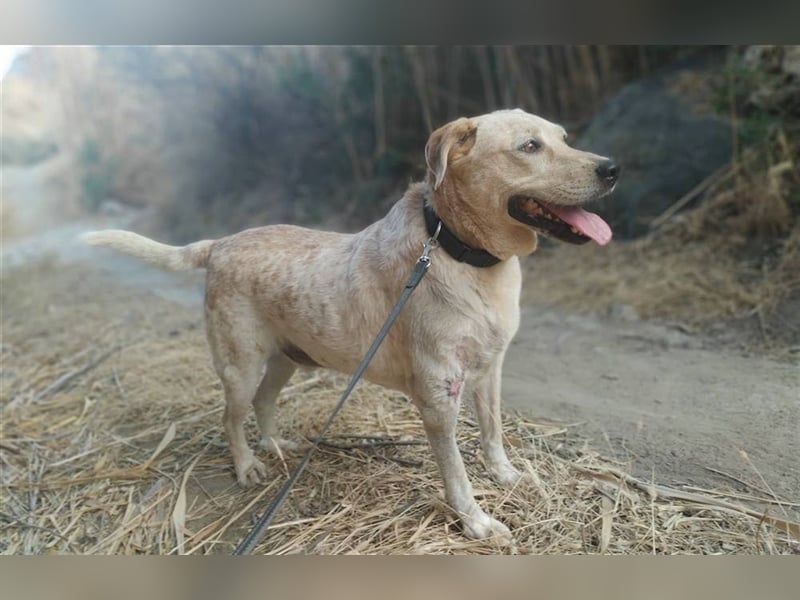 Opi Pepe, lieber Herzensmann, ca. 11 Jahre, ca. 52 cm, 21 kg *Gnadenplatz* *Dreibein*