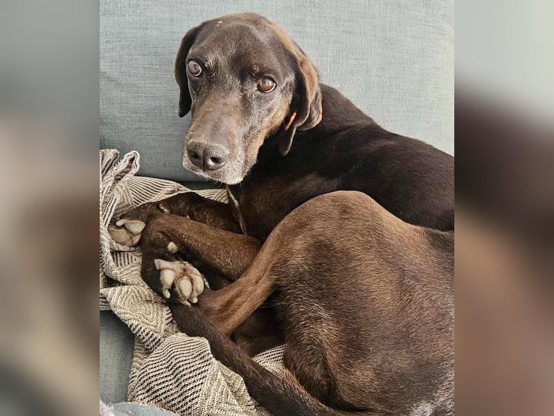 Czarny, hübscher Rüde, ca. 7 Jahre, ca. 55 cm, ca. 23 kg