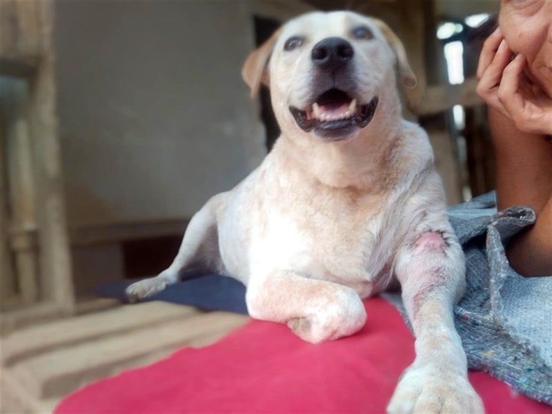 Opi Pepe, lieber Herzensmann, ca. 11 Jahre, ca. 52 cm, 21 kg *Gnadenplatz* *Dreibein*