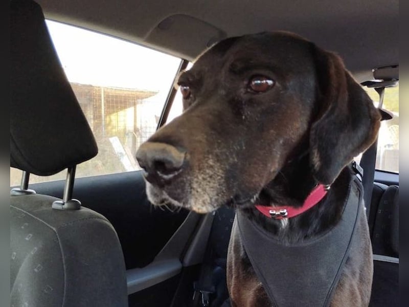 Czarny, hübscher Rüde, ca. 7 Jahre, ca. 55 cm, ca. 23 kg