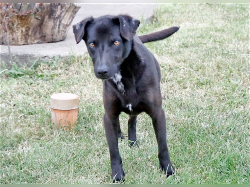 Cézár, fröhlicher Clown, ca. 5 Jahre, ca. 46 cm, ca. 16 kg