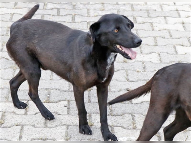Cézár, fröhlicher Clown, ca. 5 Jahre, ca. 46 cm, ca. 16 kg